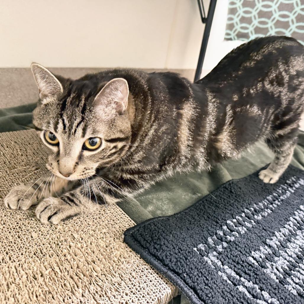 Bartholomew, a Adoptable Domestic Short Hair in Oshkosh, WI image 3/5