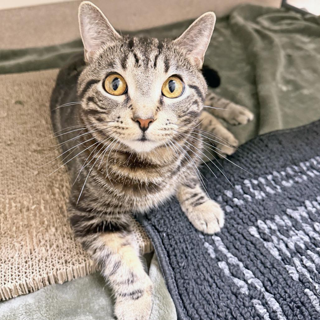 Bartholomew, a Adoptable Domestic Short Hair in Oshkosh, WI image 4/5