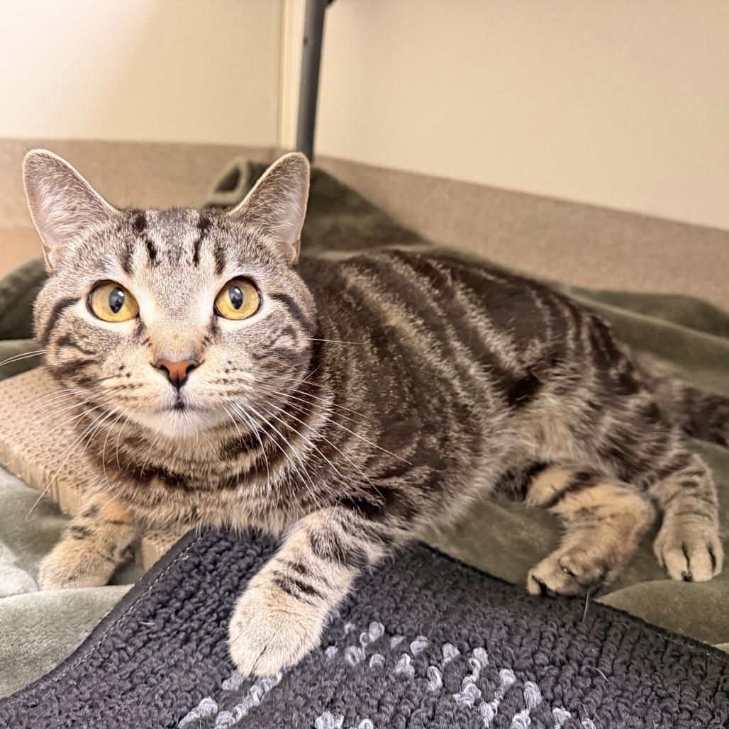 Bartholomew, a Adoptable Domestic Short Hair in Oshkosh, WI image 5/5