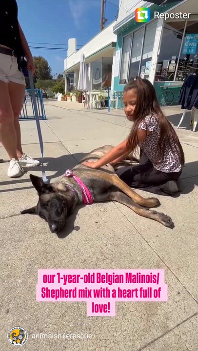Enlarge Kika, a Adoptable mixed breed in San Pedro, CA video 6/6