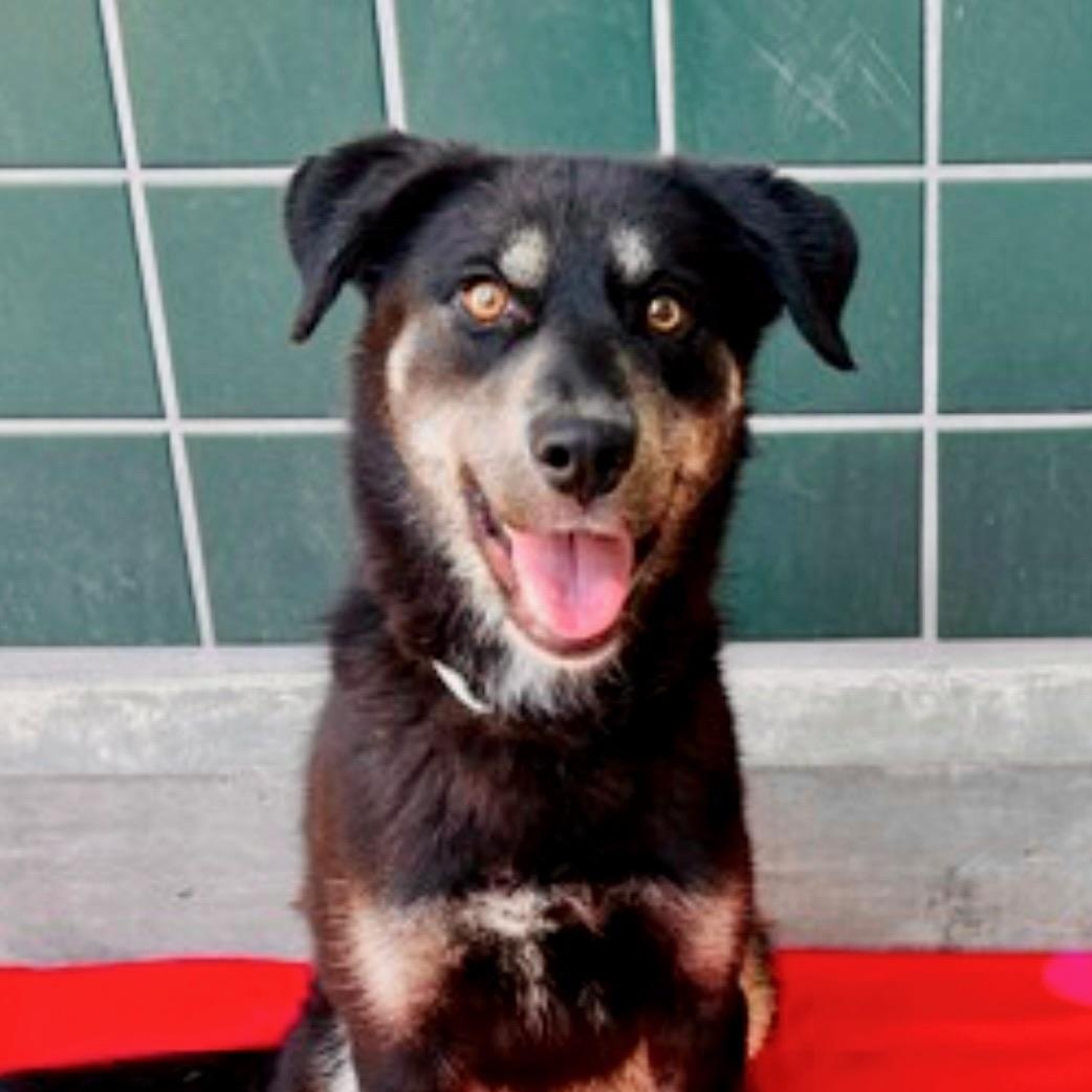 Enlarge Jolene, a Adoptable mixed breed in Newport Beach, CA image 2/3