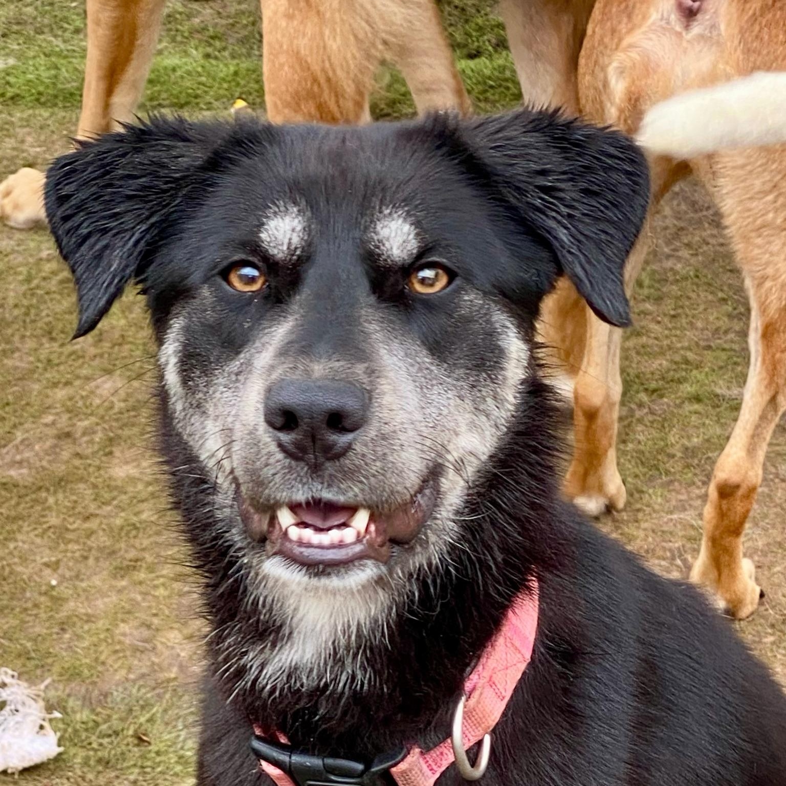 Enlarge Jolene, a Adoptable mixed breed in Newport Beach, CA image 3/3