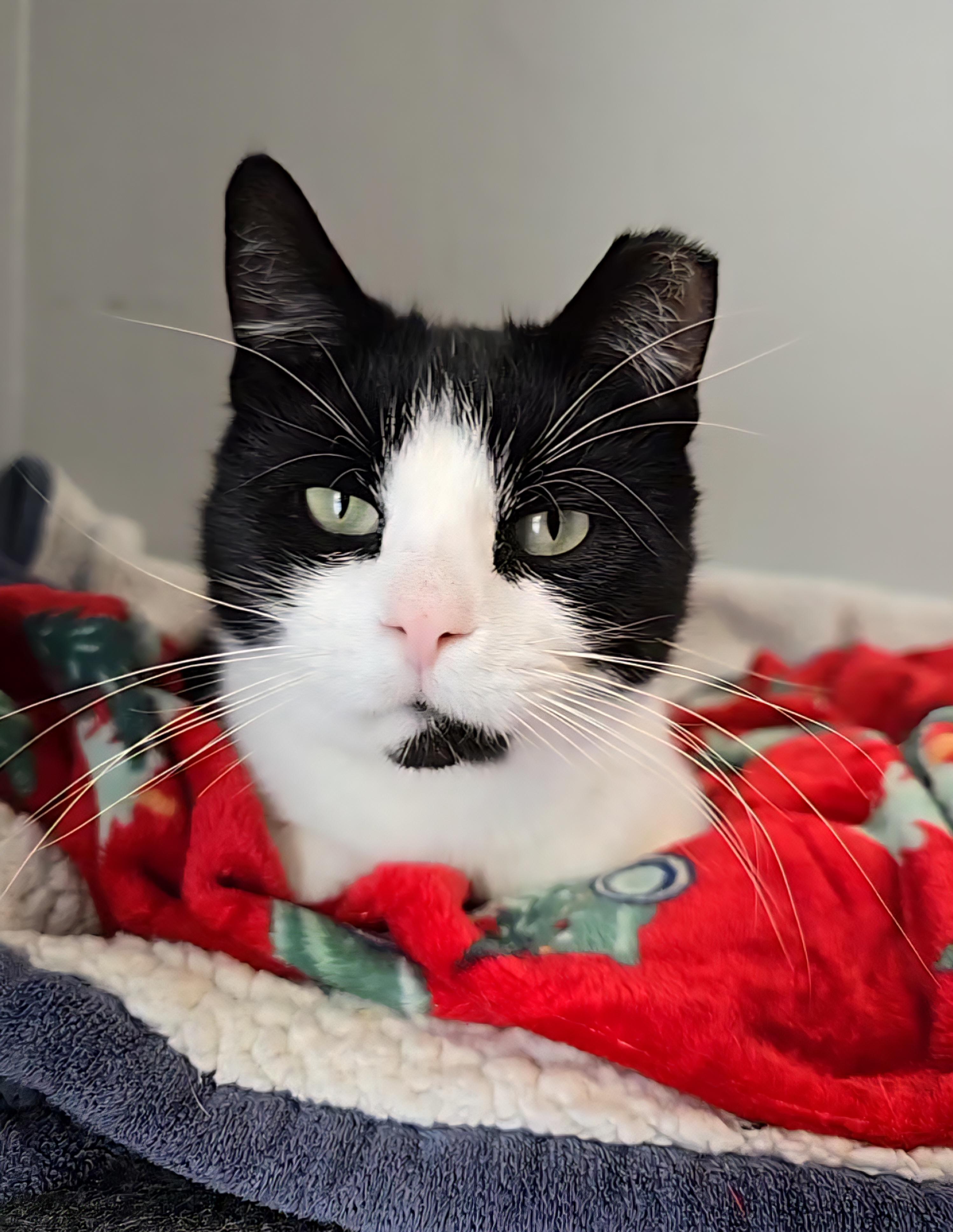 Enlarge Boris, an adoptable mixed breed in Big Lake, MN image 1/6