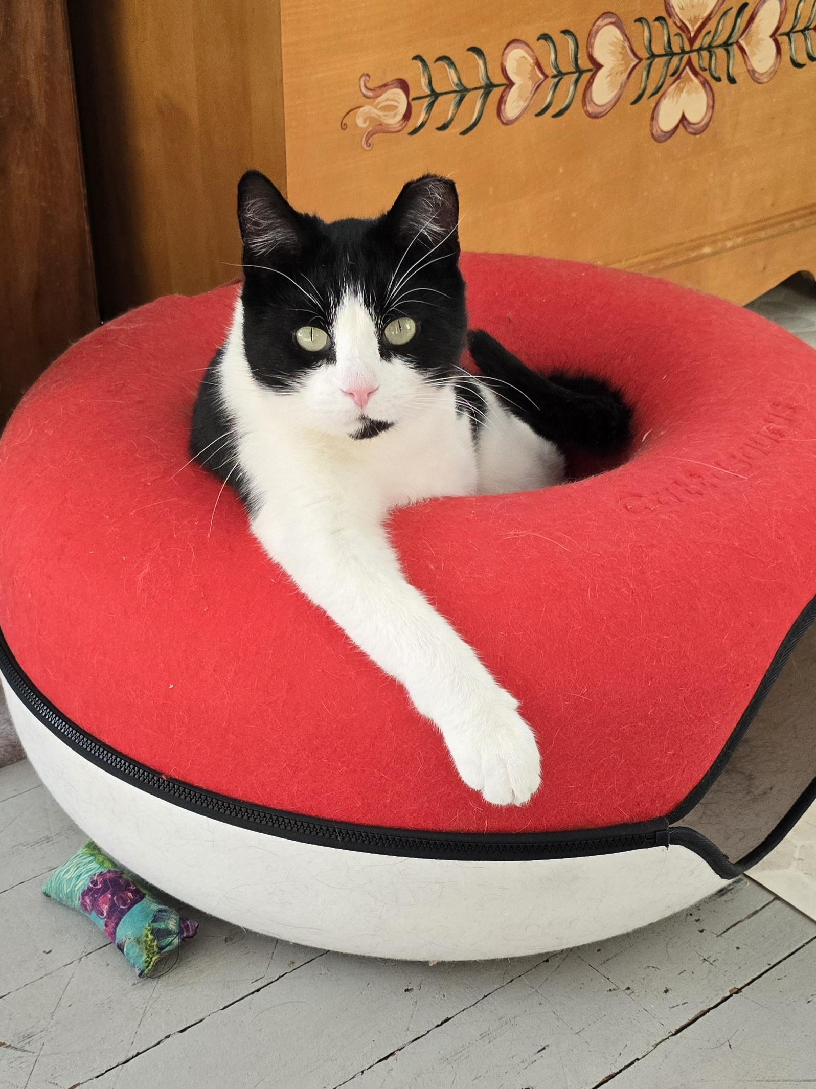 Enlarge Boris, an adoptable mixed breed in Big Lake, MN image 2/6