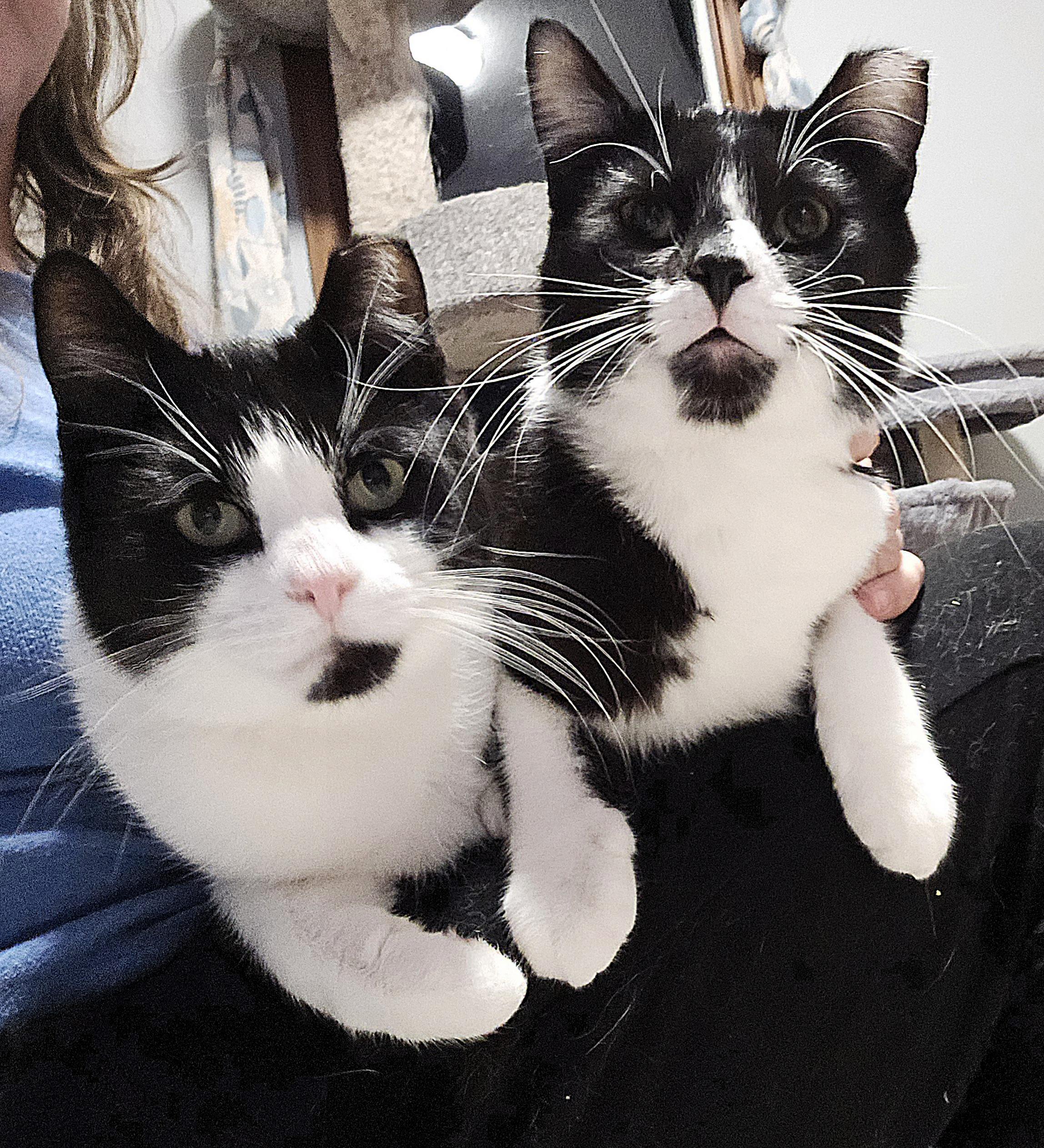 Enlarge Boris, an adoptable mixed breed in Big Lake, MN image 6/6