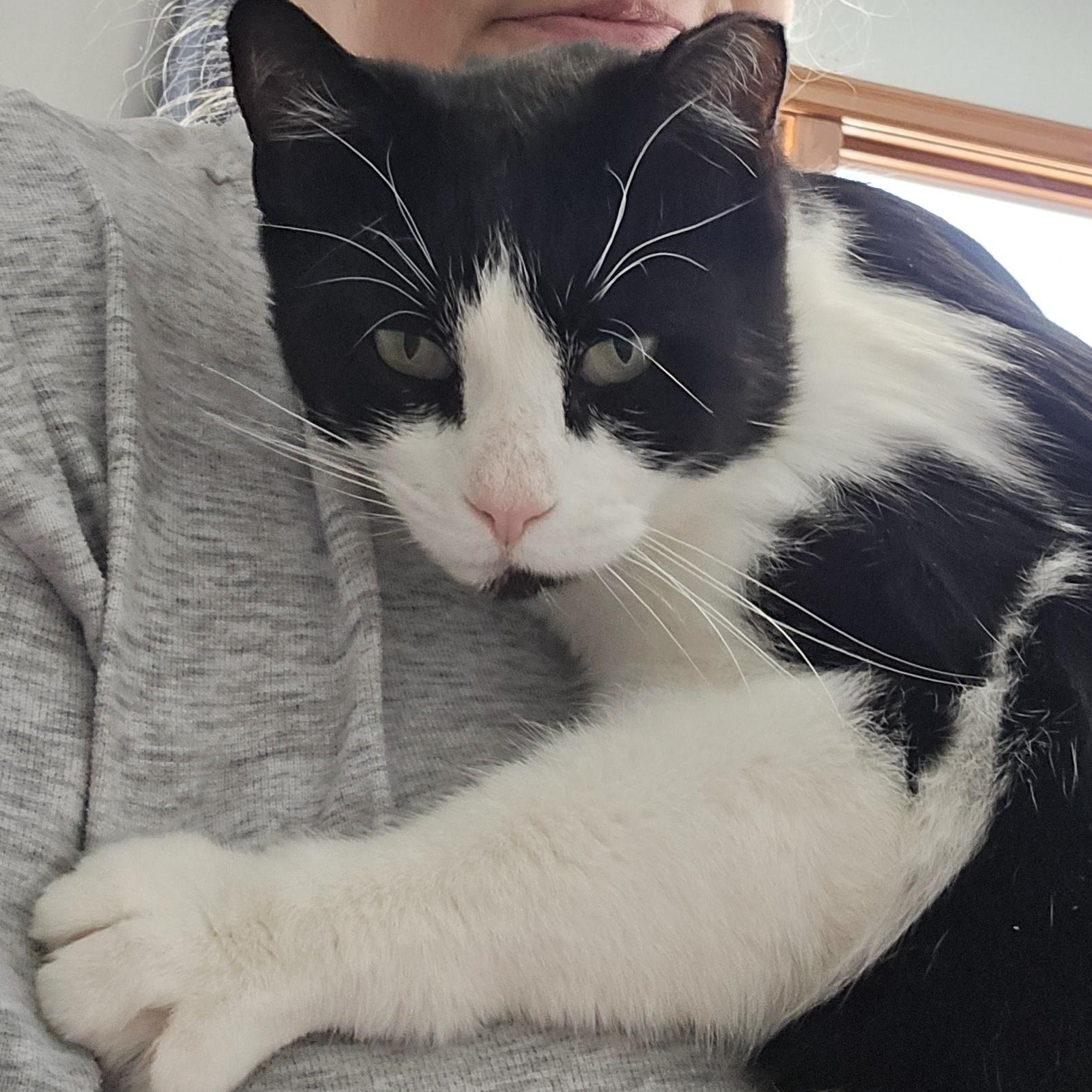 Enlarge Boris, an adoptable mixed breed in Big Lake, MN image 1/6