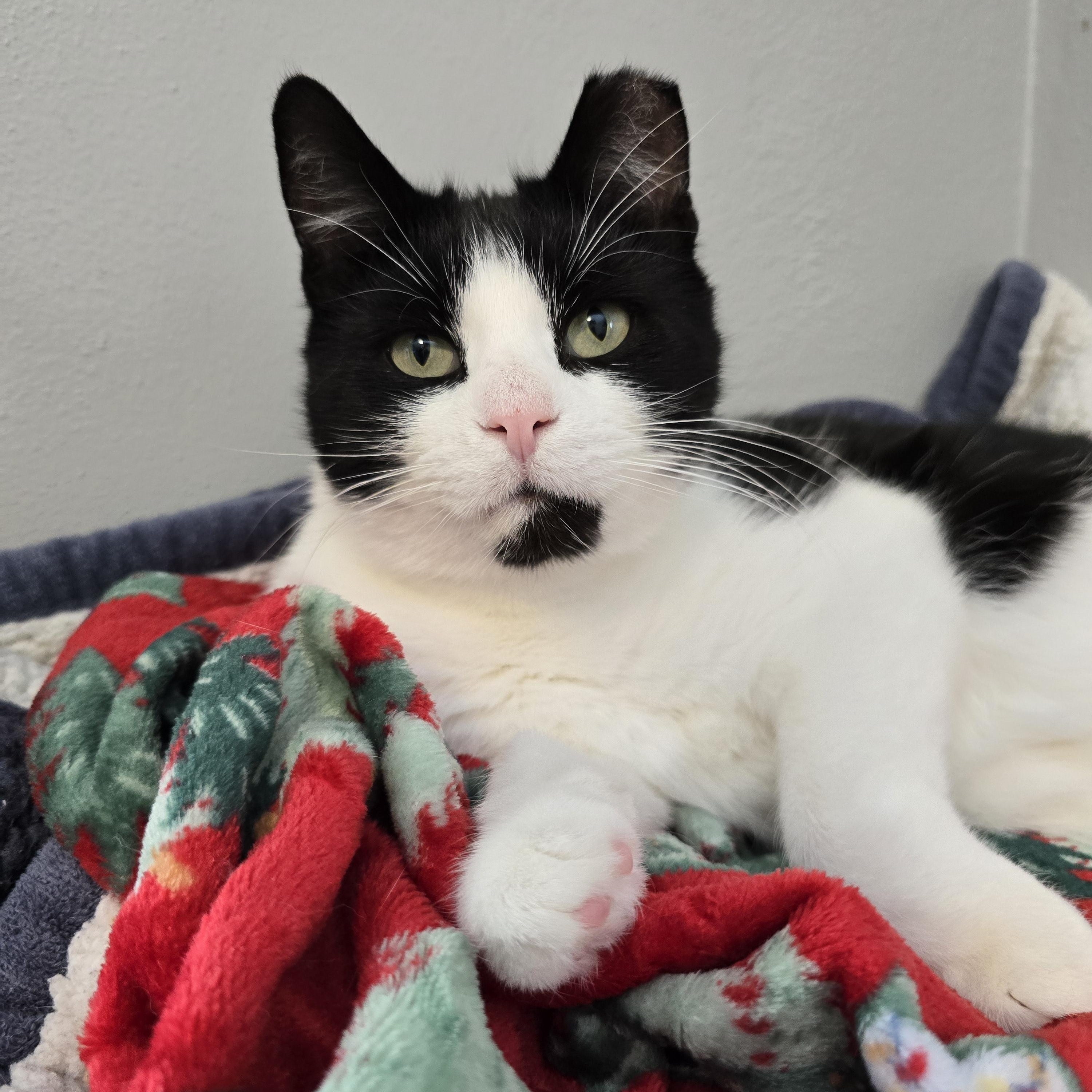 Enlarge Boris, an adoptable mixed breed in Big Lake, MN image 3/6