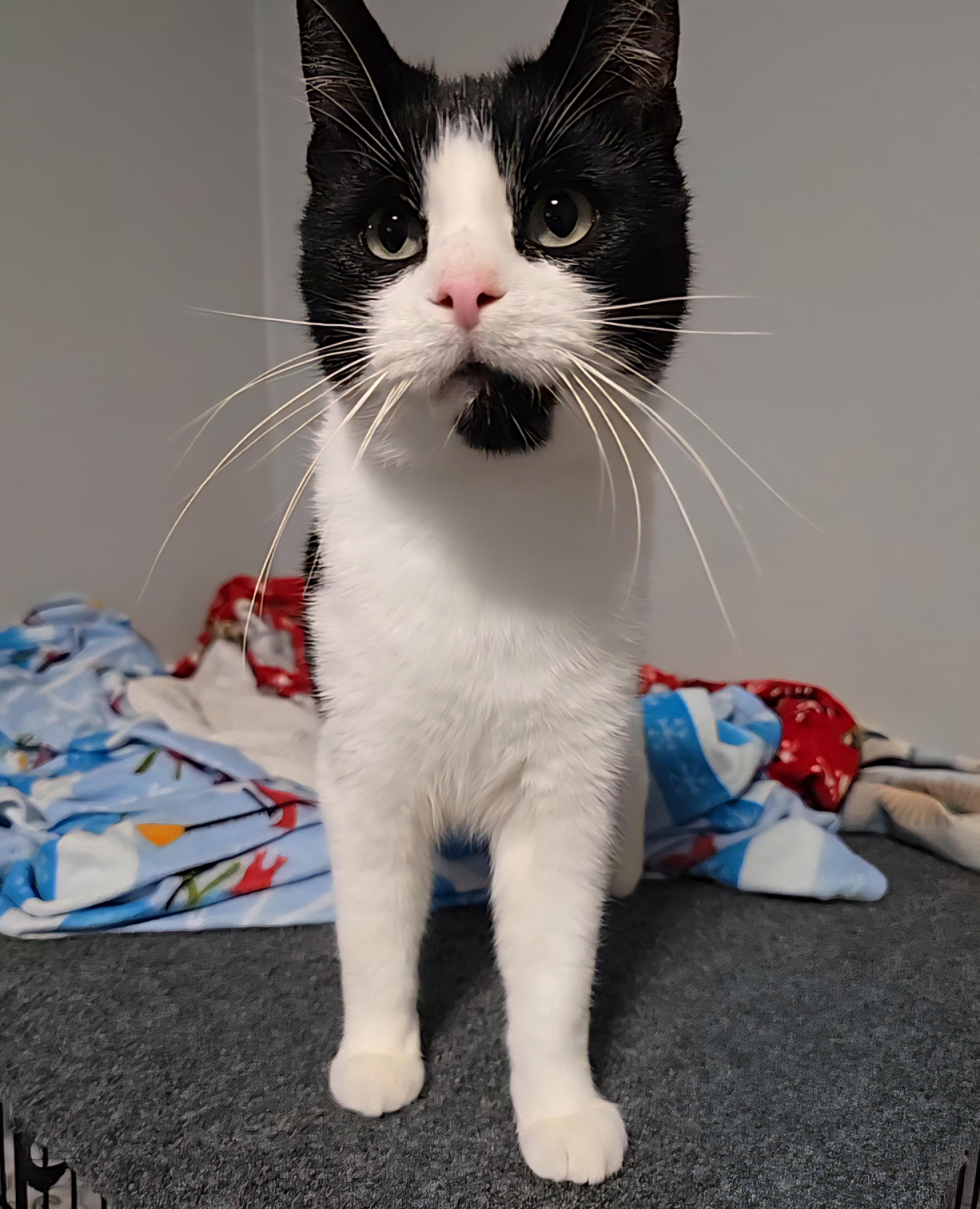 Boris, adoptable, Adult Male Domestic Short Hair & Tuxedo.