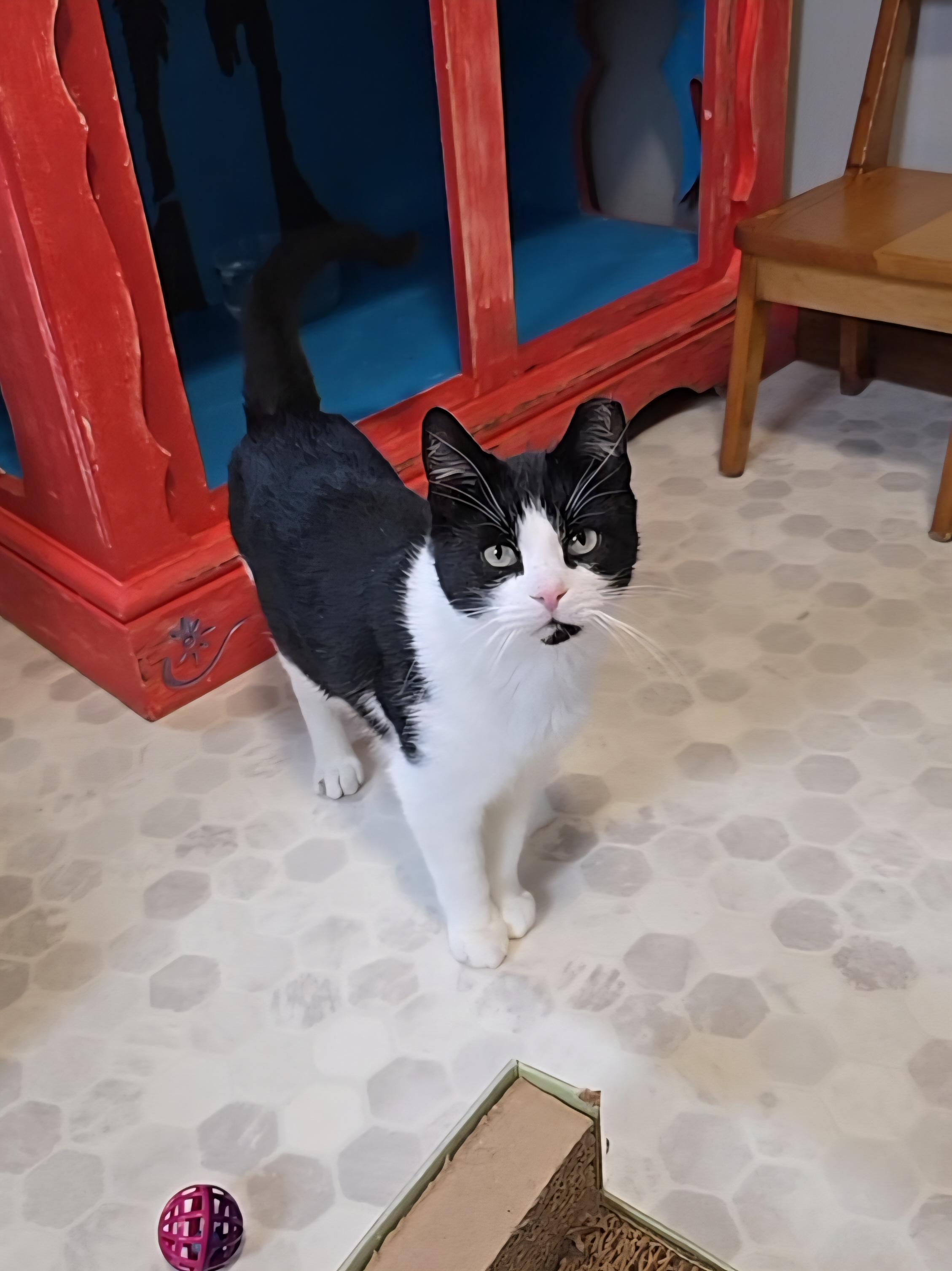 Enlarge Boris, an adoptable mixed breed in Big Lake, MN image 5/6