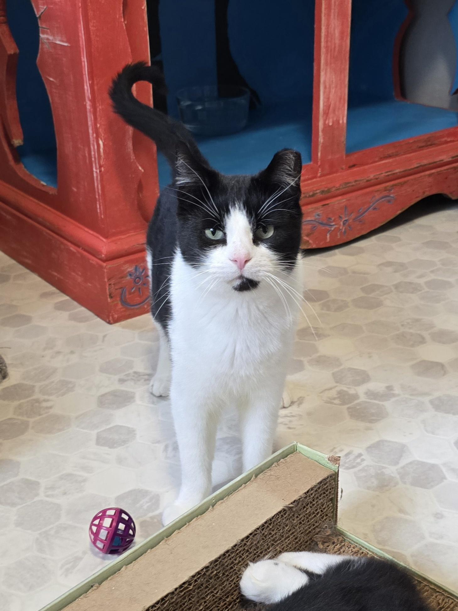 Enlarge Boris, an adoptable mixed breed in Big Lake, MN image 6/6