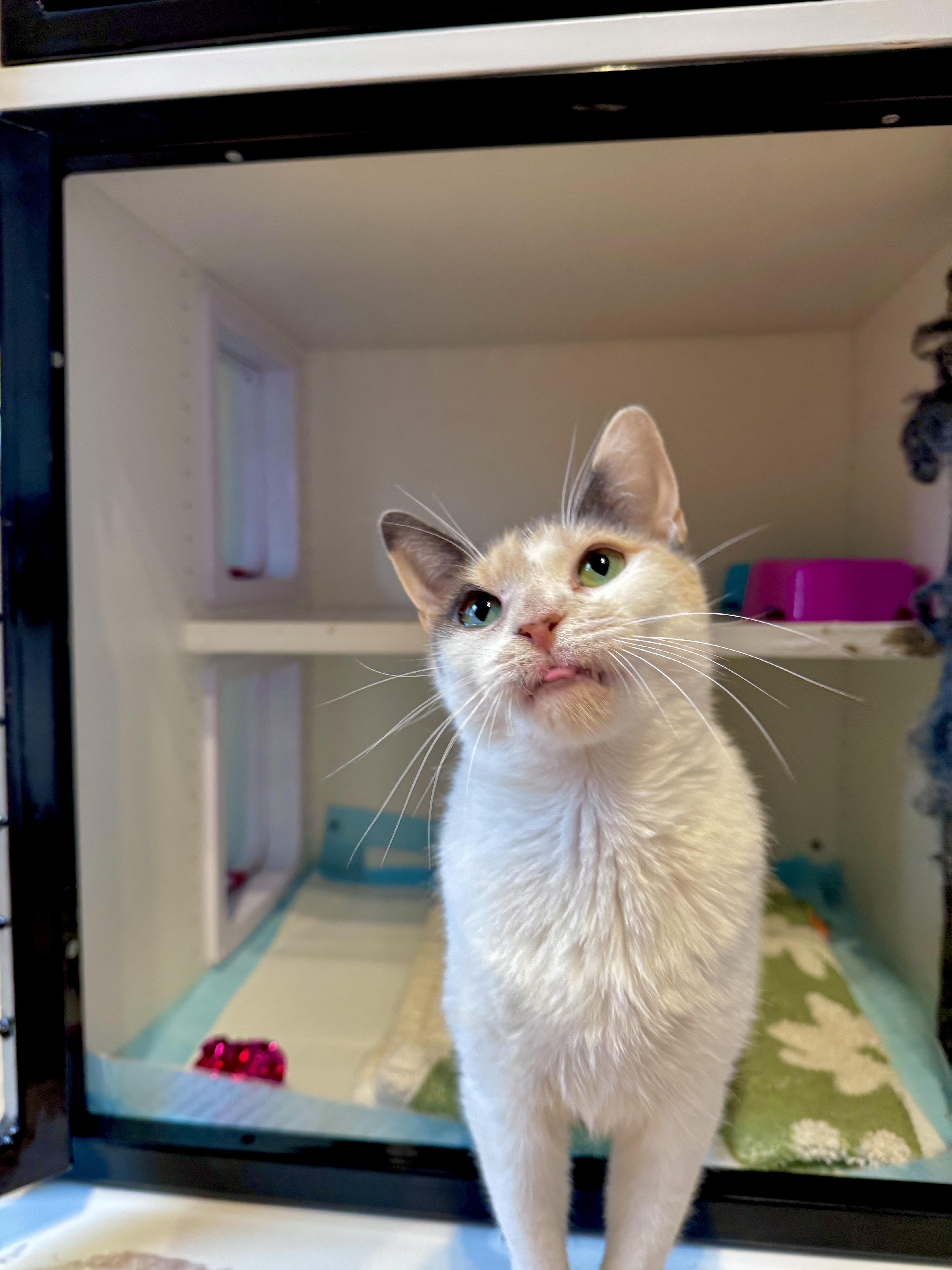 Winnie, a ADOPTABLE Domestic Short Hair in Ramsey, NJ image 3/6