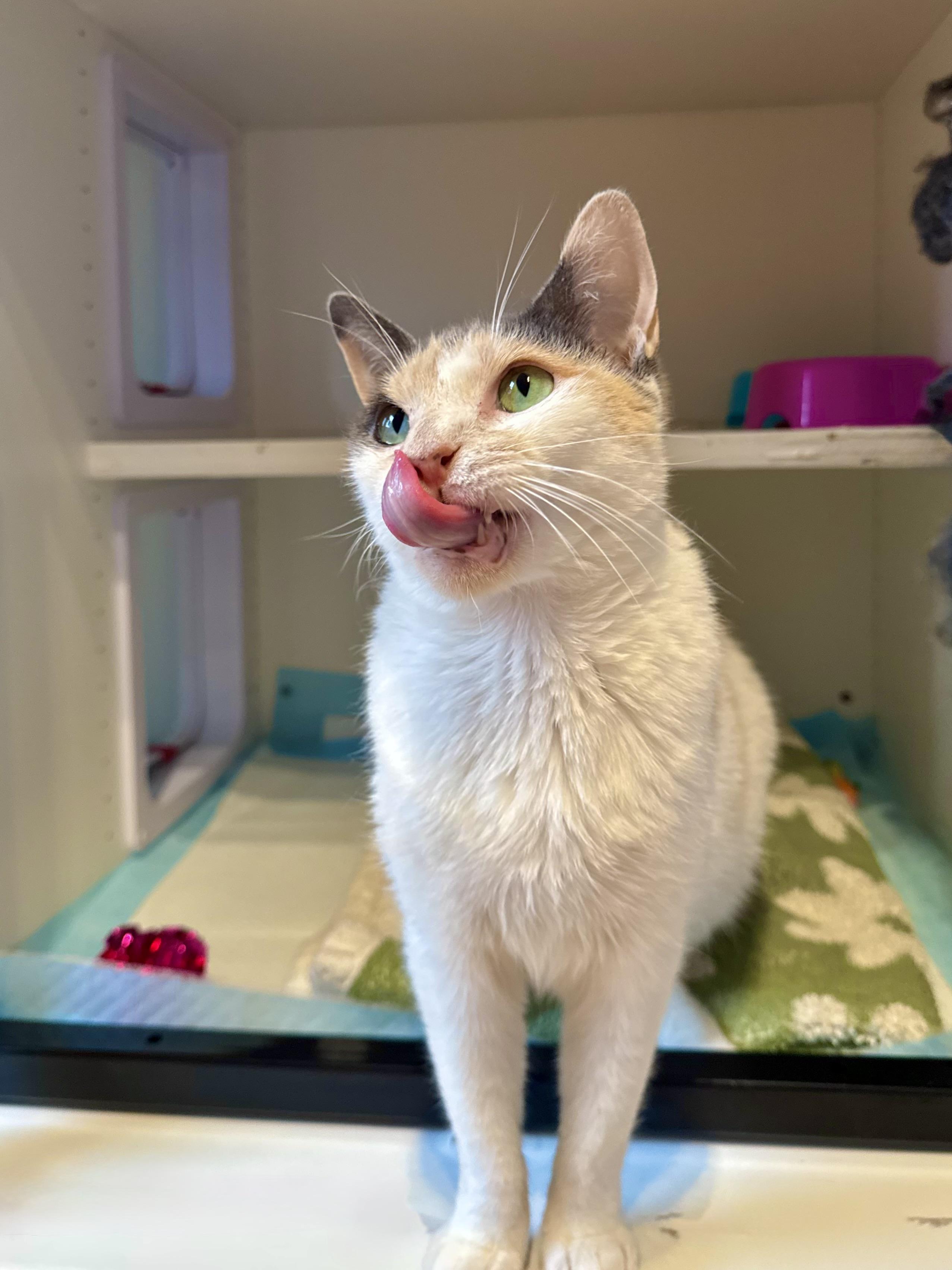 Winnie, a ADOPTABLE Domestic Short Hair in Ramsey, NJ image 2/6