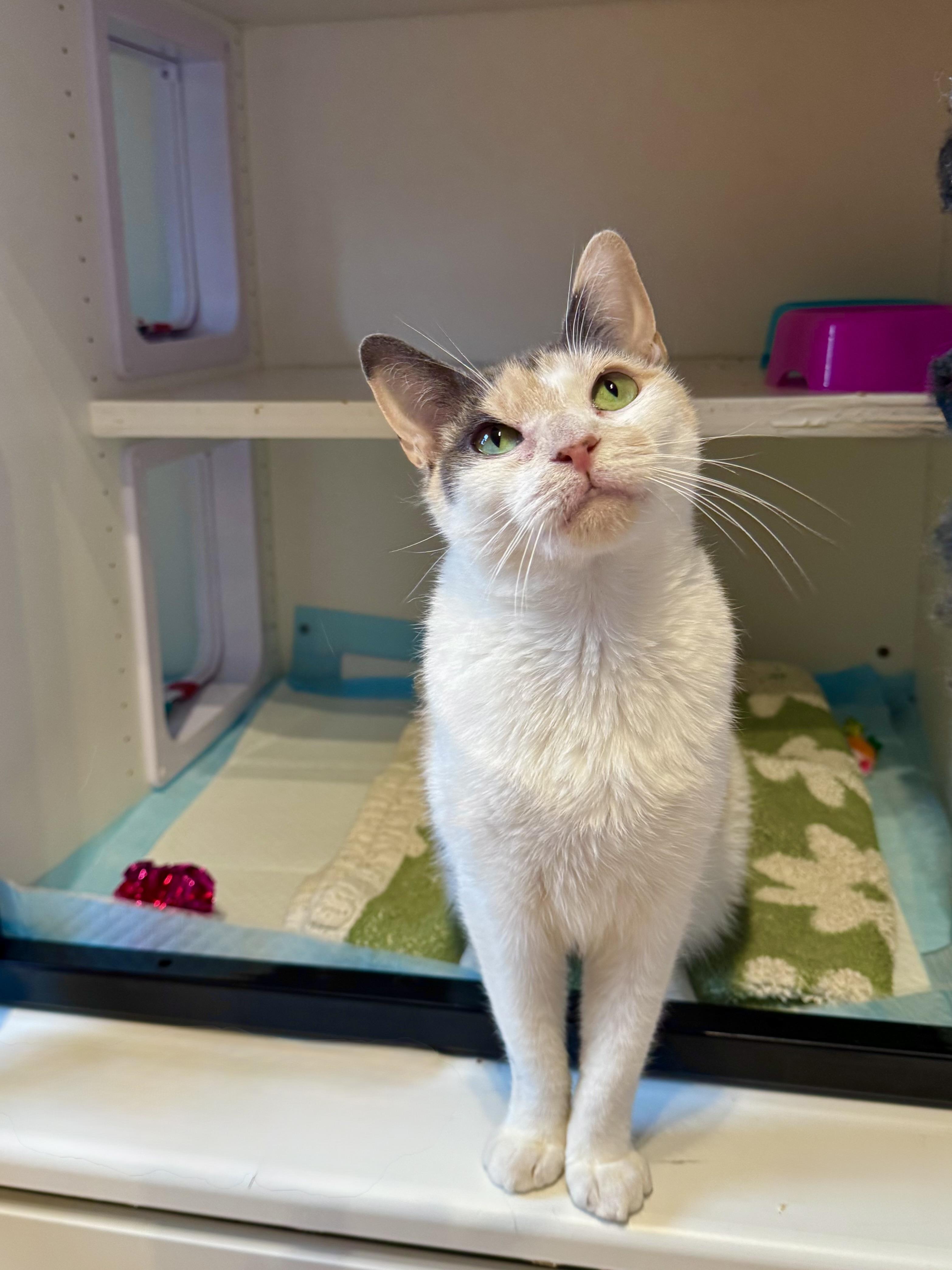 Winnie, a ADOPTABLE Domestic Short Hair in Ramsey, NJ image 1/6