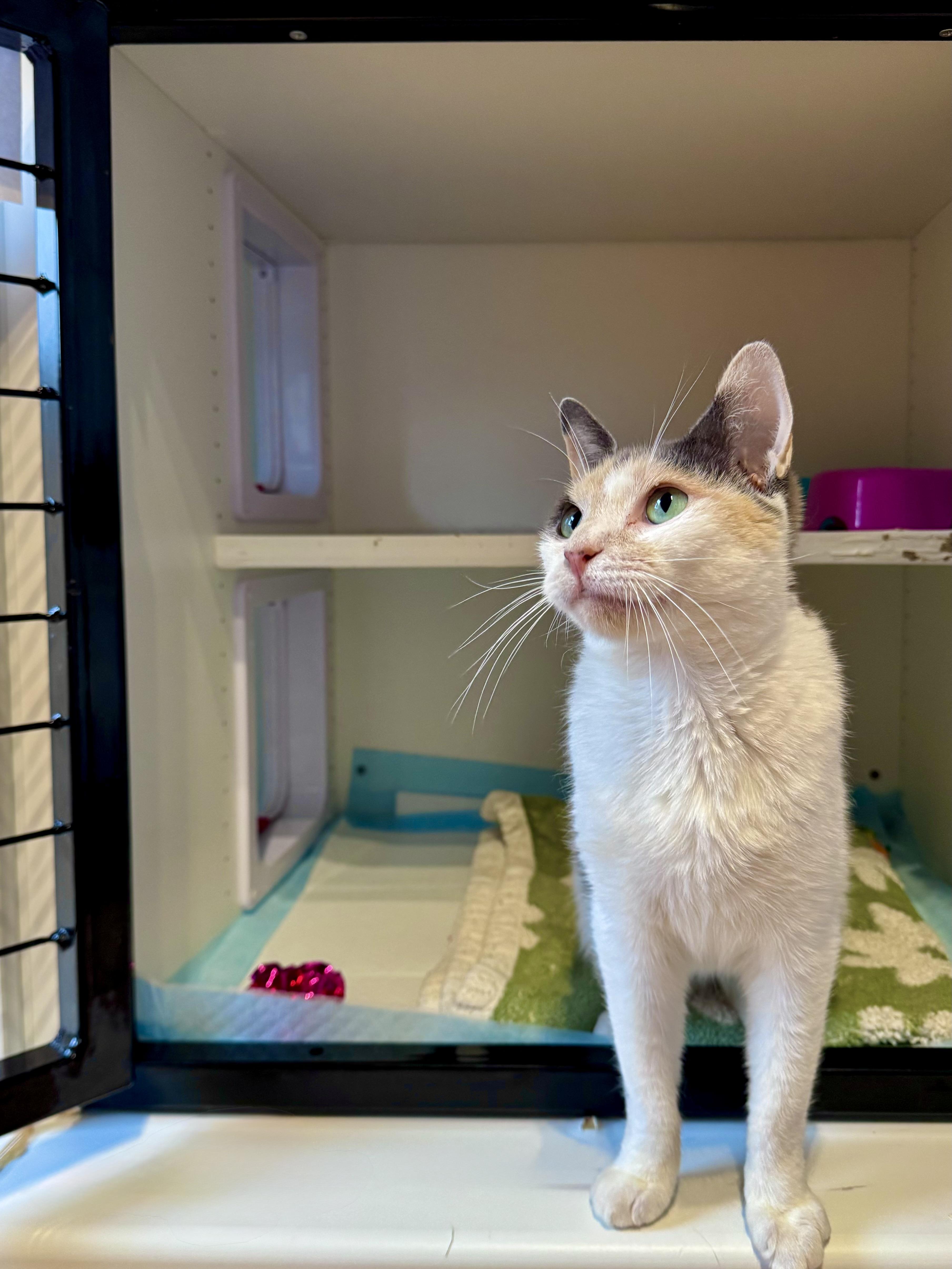 Winnie, a ADOPTABLE Domestic Short Hair in Ramsey, NJ image 5/6