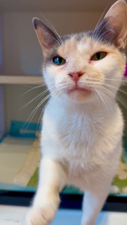 Enlarge Winnie, a ADOPTABLE Domestic Short Hair in Ramsey, NJ video 6/6
