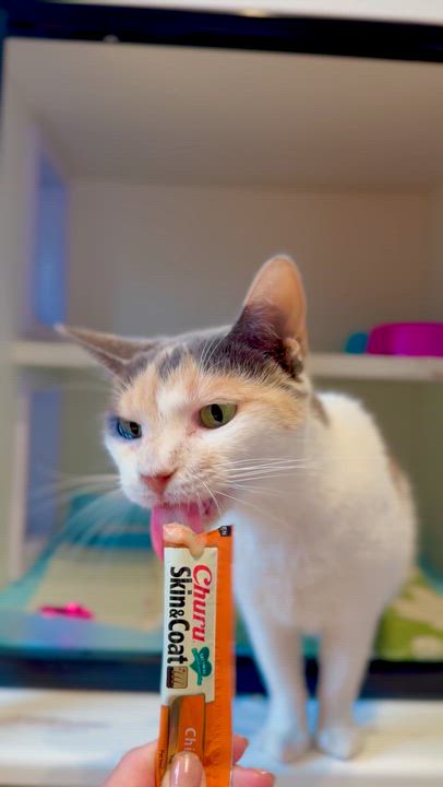 Enlarge Winnie, a ADOPTABLE Domestic Short Hair in Ramsey, NJ video 4/6