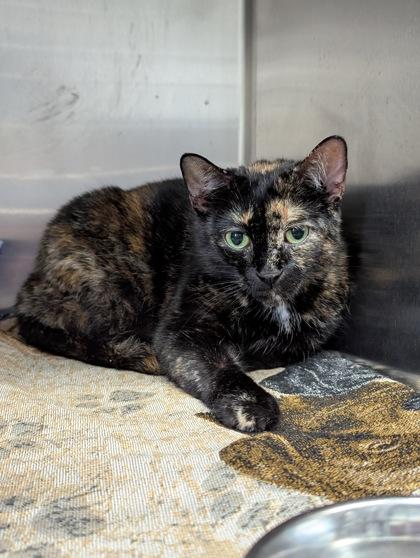 Emily, a Adoptable Domestic Short Hair in Simcoe, ON image 1/3