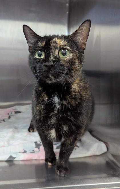 Emily, Adoptable, Adult Female Domestic Short Hair & Domestic Short Hair.