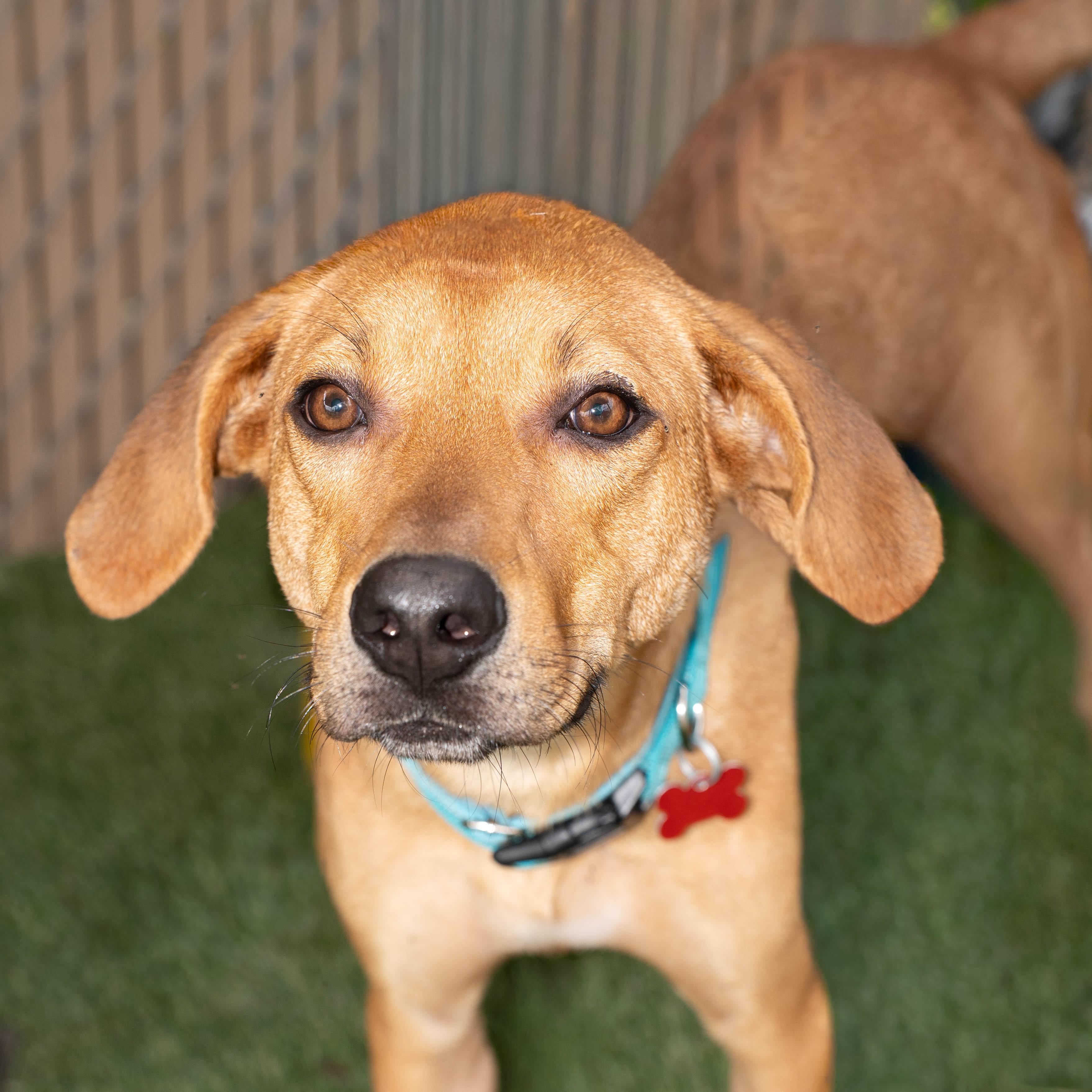 Enlarge Hooty, a Adoptable Black Mouth Cur in Boca Raton, FL image 1/1