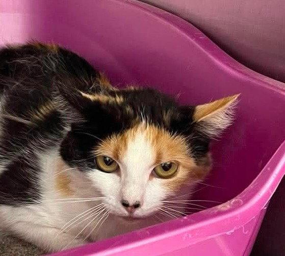 Florence, Adoptable, Adult Female Domestic Short Hair.