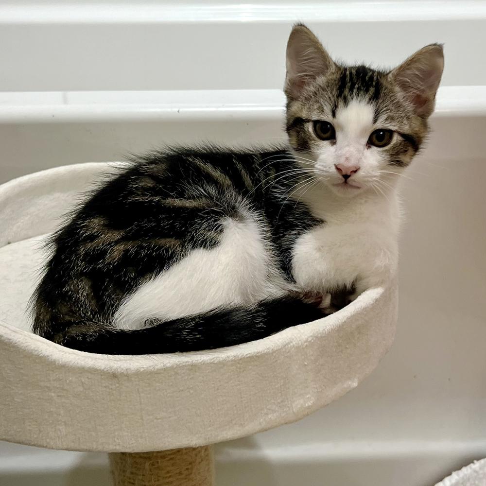 Stanley — thumbnail 2