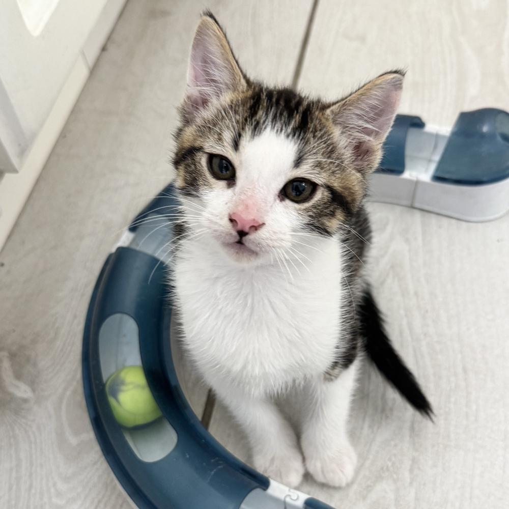 Stanley — thumbnail 3