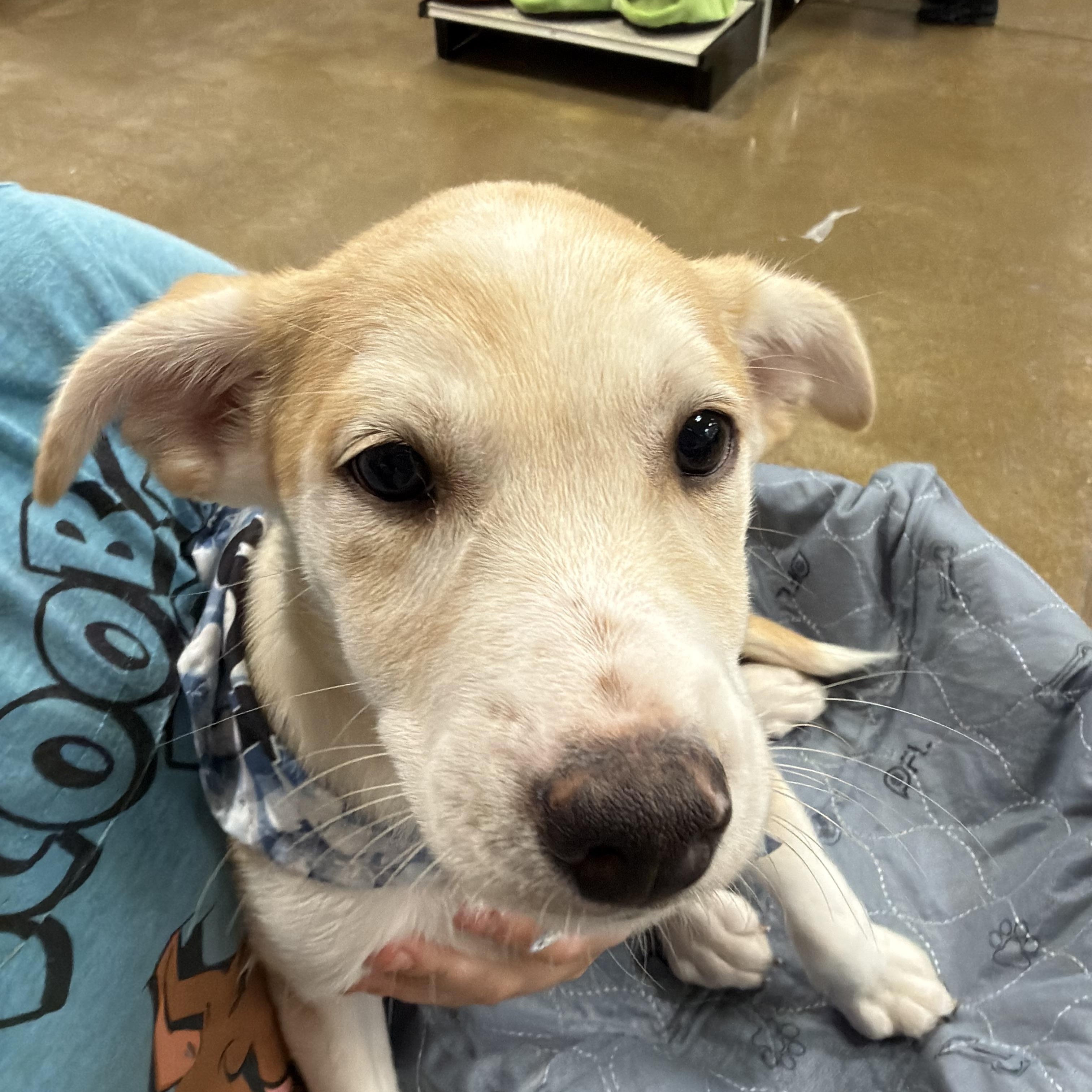 Enlarge Hans, a Adoptable mixed breed in Eugene, OR image 3/4