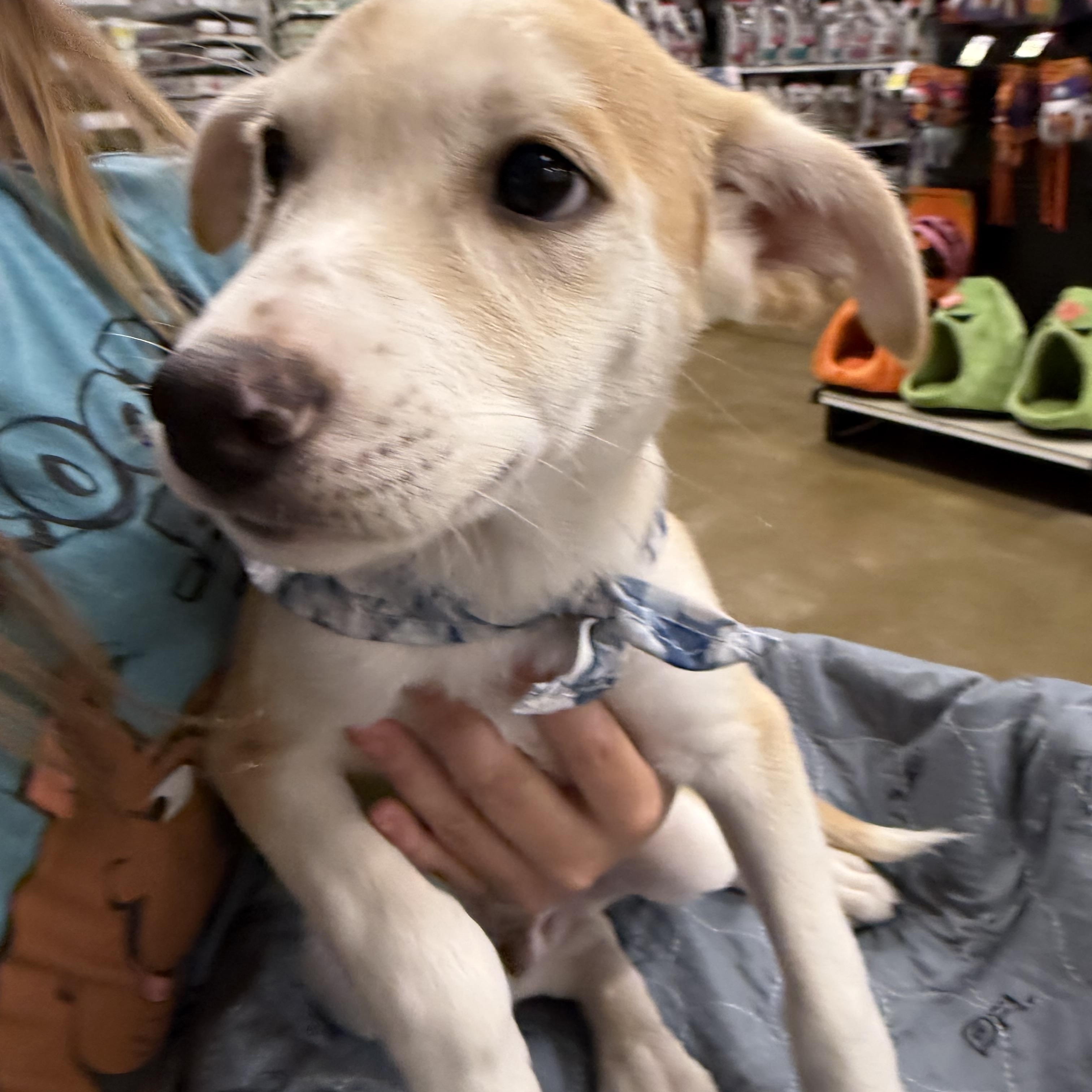Enlarge Hans, a Adoptable mixed breed in Eugene, OR image 4/4
