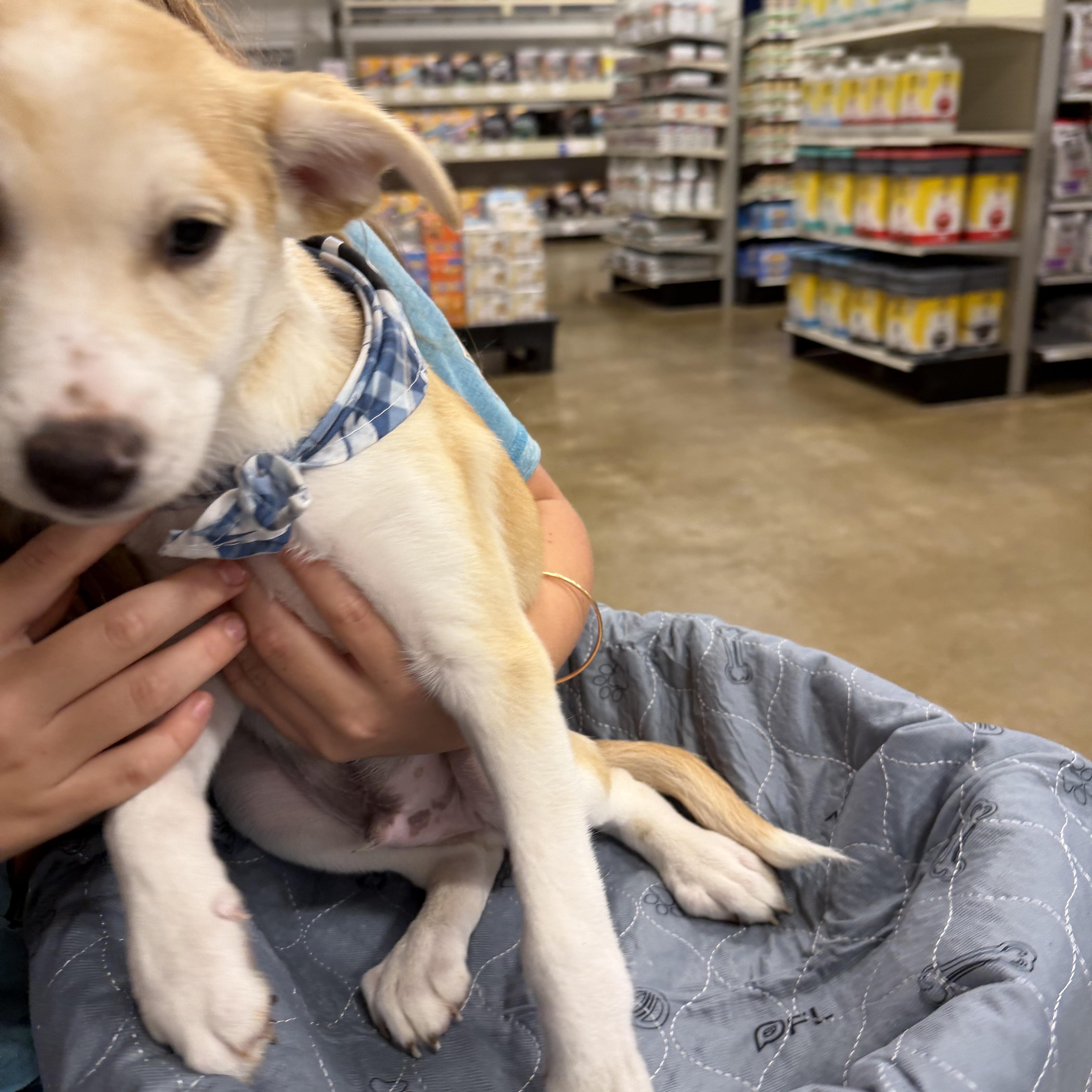 Enlarge Hans, a Adoptable mixed breed in Eugene, OR image 1/4