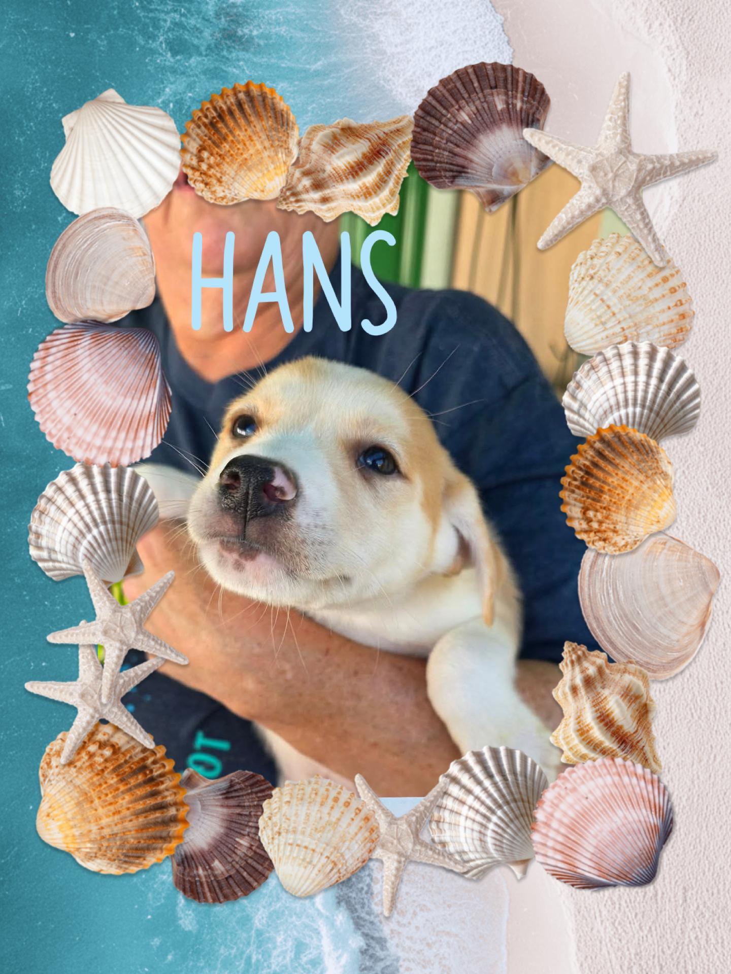 Enlarge Hans, a Adoptable mixed breed in Eugene, OR image 2/4