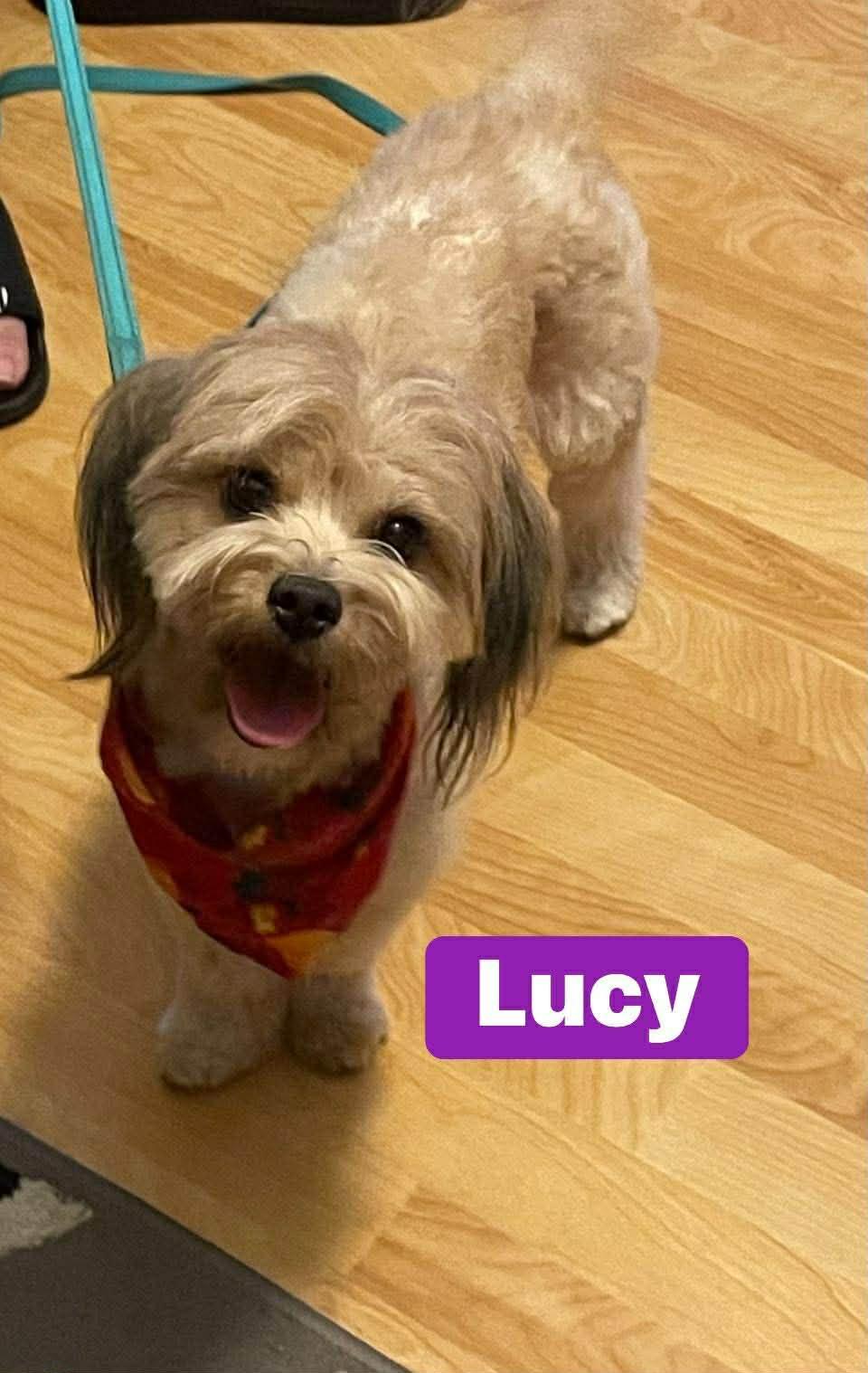 Enlarge Lucy, a Adopted mixed breed in Rowlett, TX image 1/3