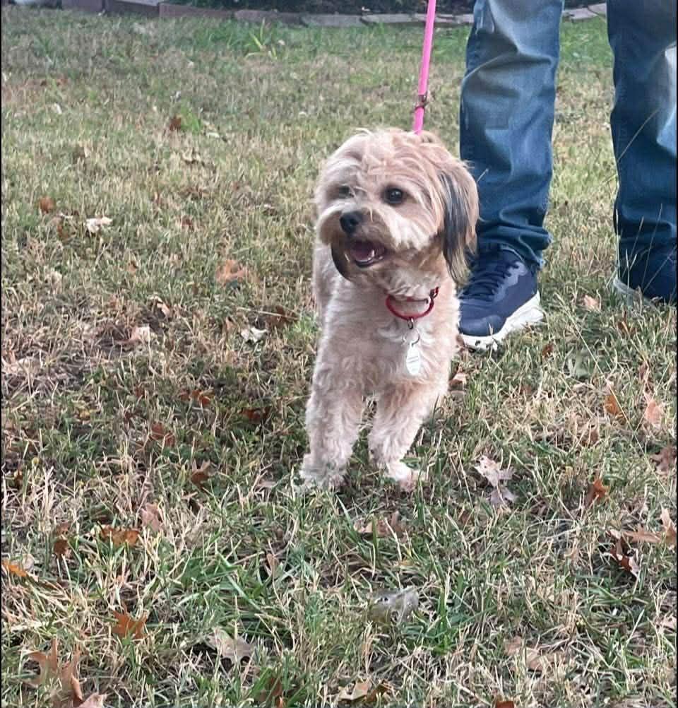 Enlarge Lucy, a Adopted mixed breed in Rowlett, TX image 2/3