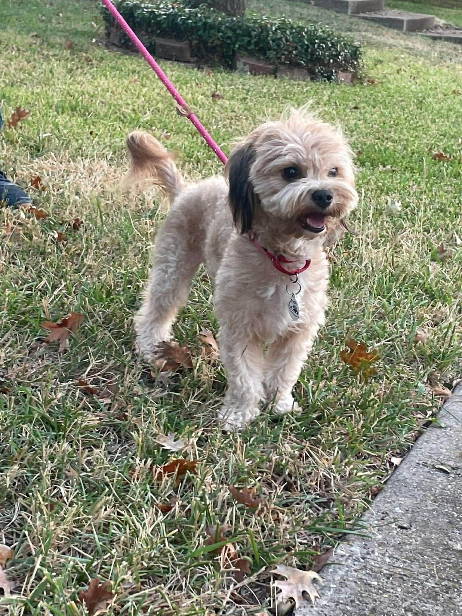 Enlarge Lucy, a Adopted mixed breed in Rowlett, TX image 3/3