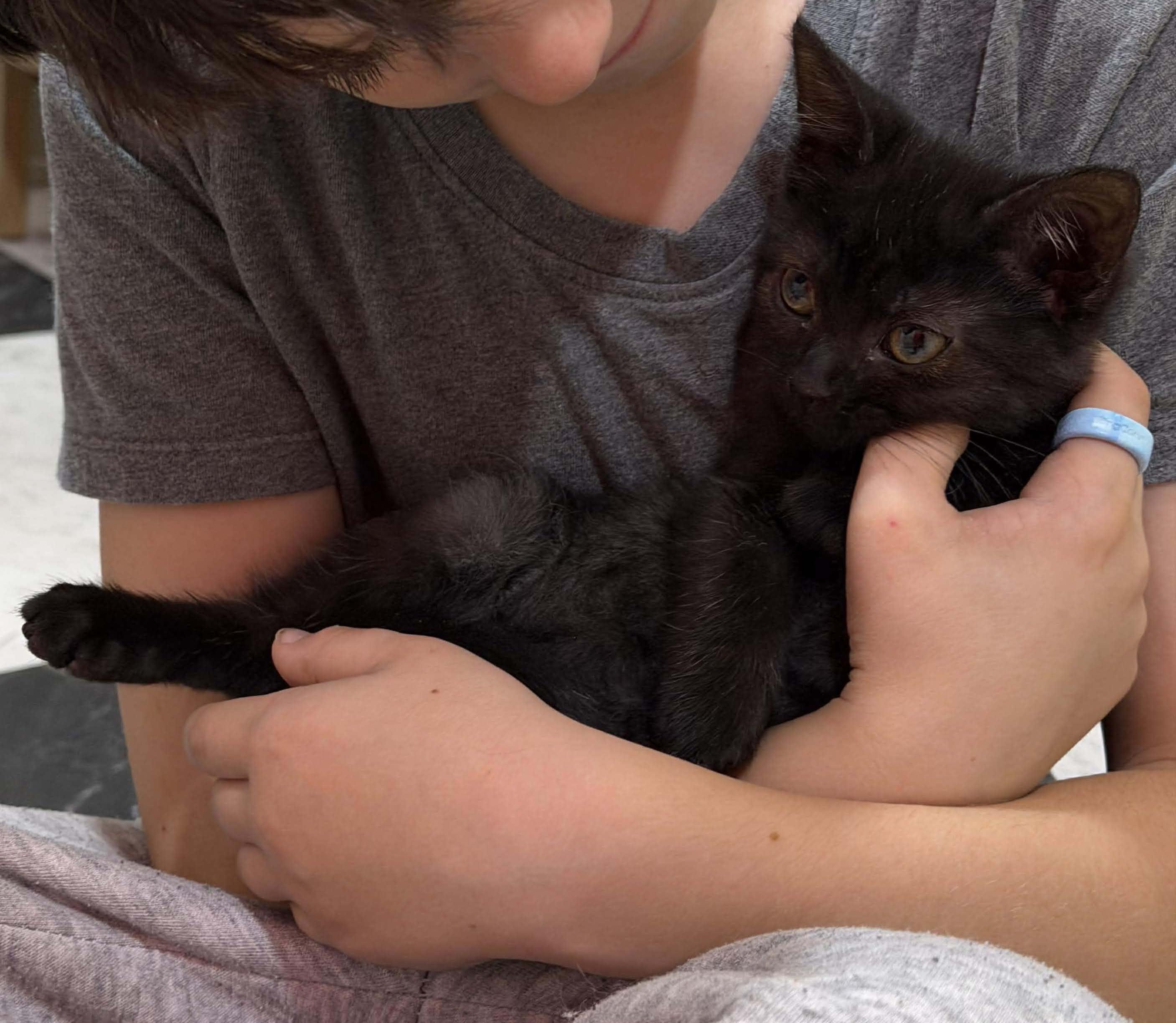 Enlarge Dansby, a Adoptable mixed breed in Chicago, IL image 3/6