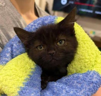 Enlarge Dansby, a Adoptable mixed breed in Chicago, IL image 4/6