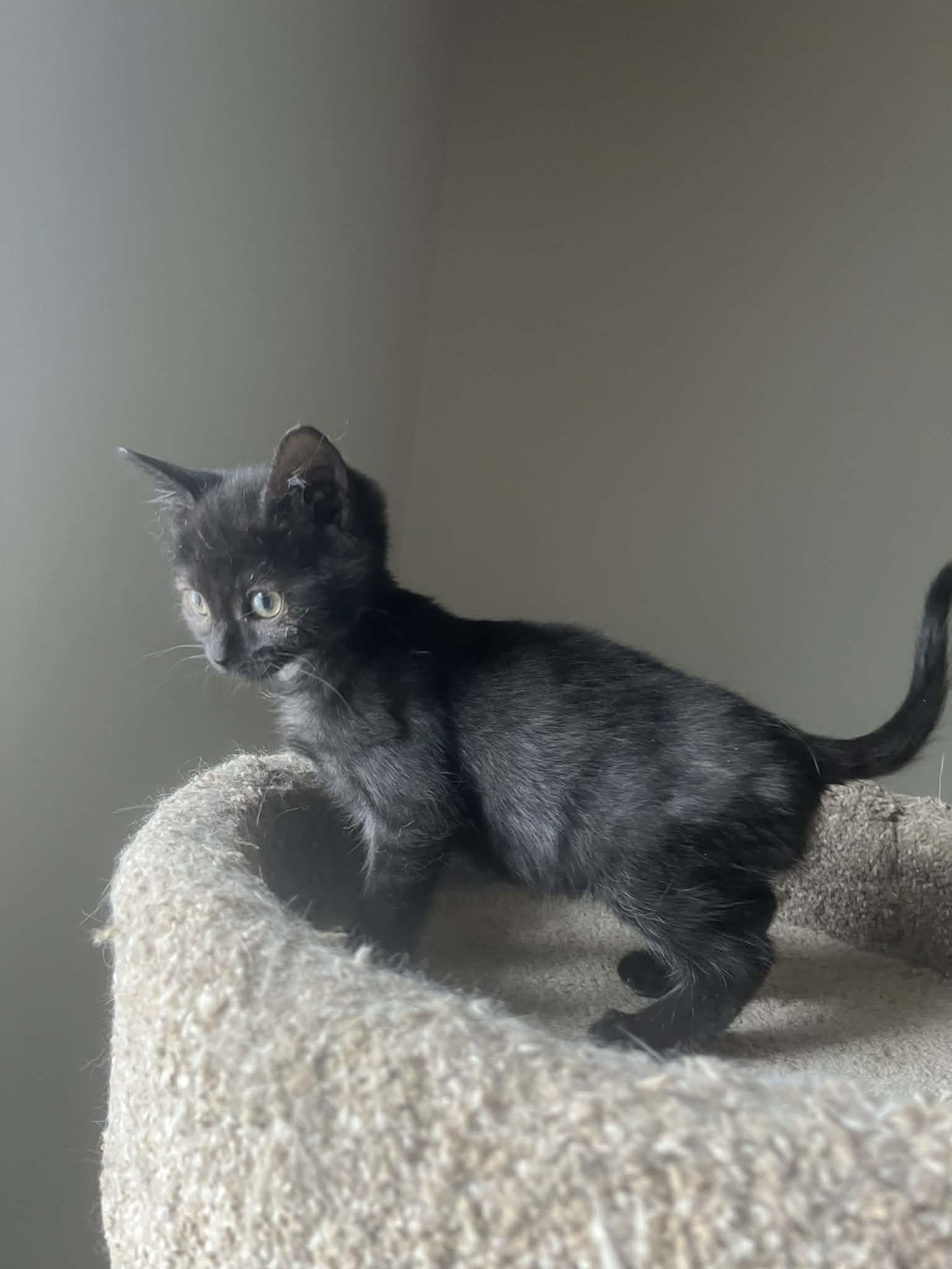 Enlarge Dansby, a Adoptable mixed breed in Chicago, IL image 2/6