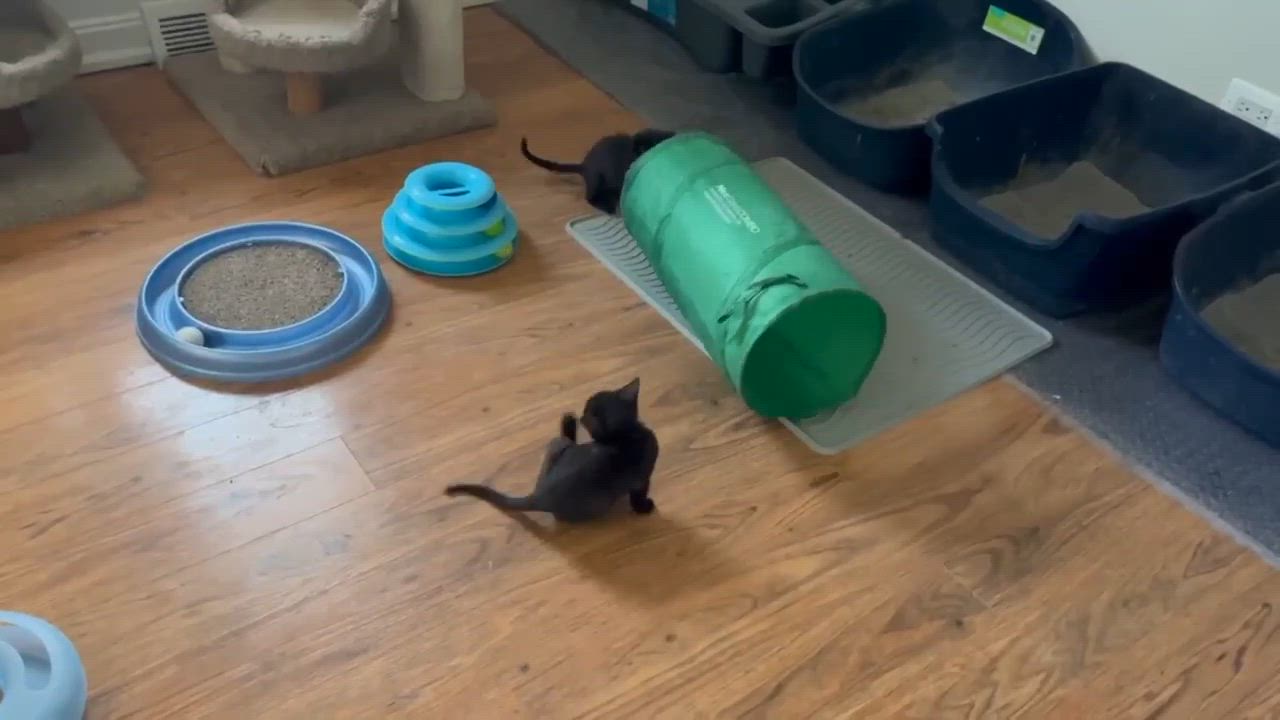 Enlarge Dansby, a Adoptable mixed breed in Chicago, IL video 6/6