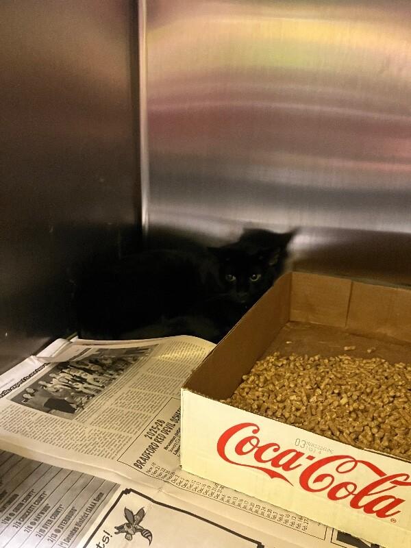 Jogger, Adoptable, Adult Male Domestic Short Hair.