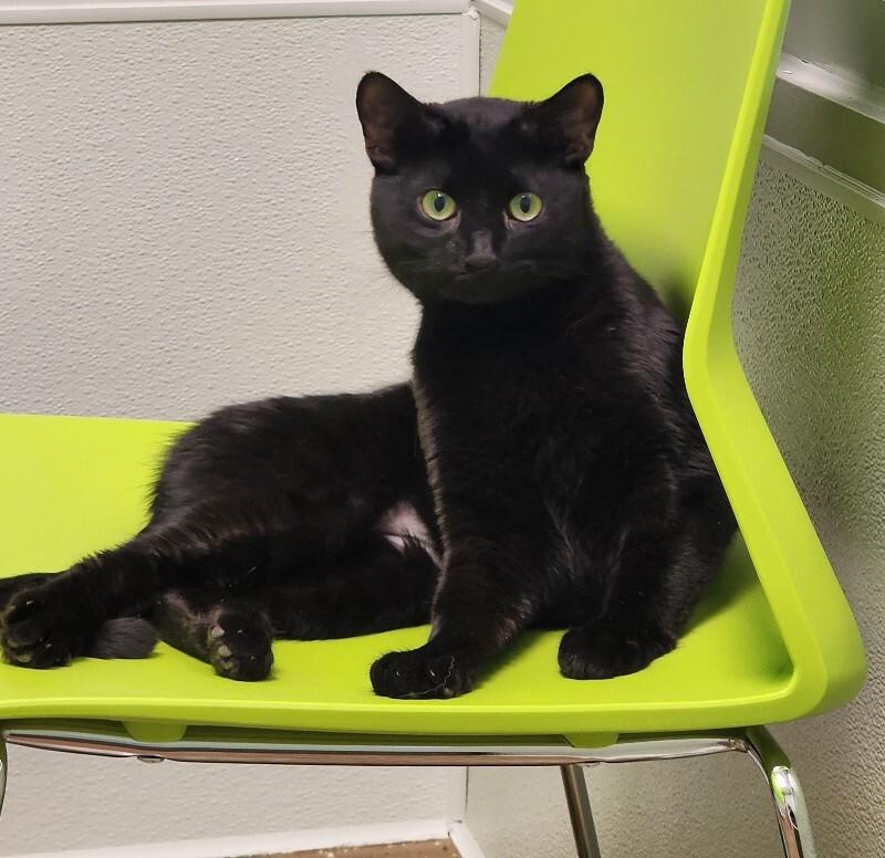 Enlarge Jogger, a Adoptable Domestic Short Hair in Jackson, TN image 2/4