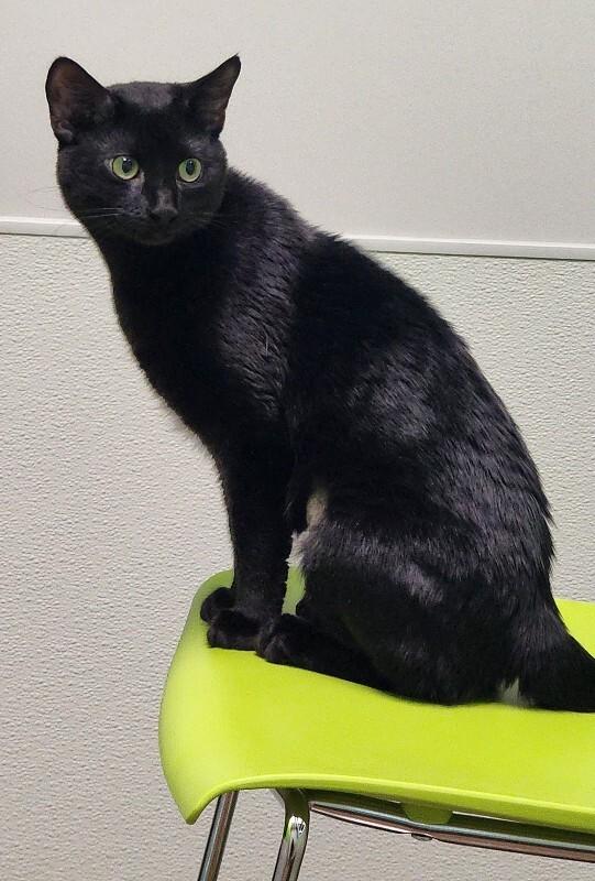 Enlarge Jogger, a Adoptable Domestic Short Hair in Jackson, TN image 3/4