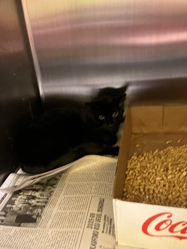 Enlarge Jogger, a Adoptable Domestic Short Hair in Jackson, TN image 4/4