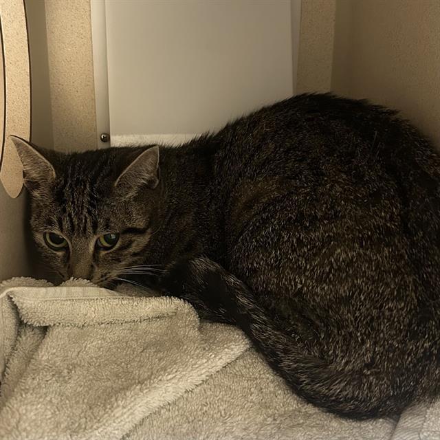 Enlarge JANET J, a Adoptable Domestic Short Hair in Denver, CO image 1/1