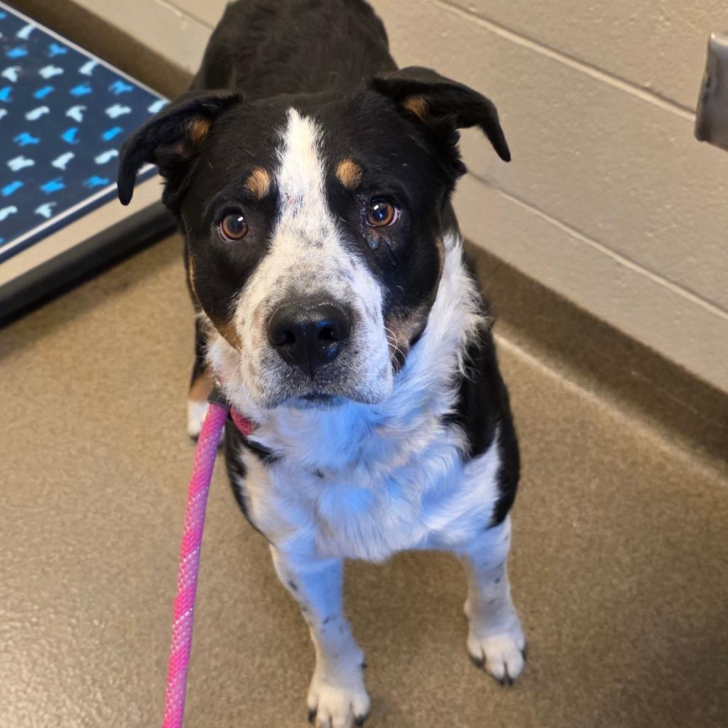 Enlarge Bandit, a Adoptable mixed breed in Council Bluffs, IA image 1/4