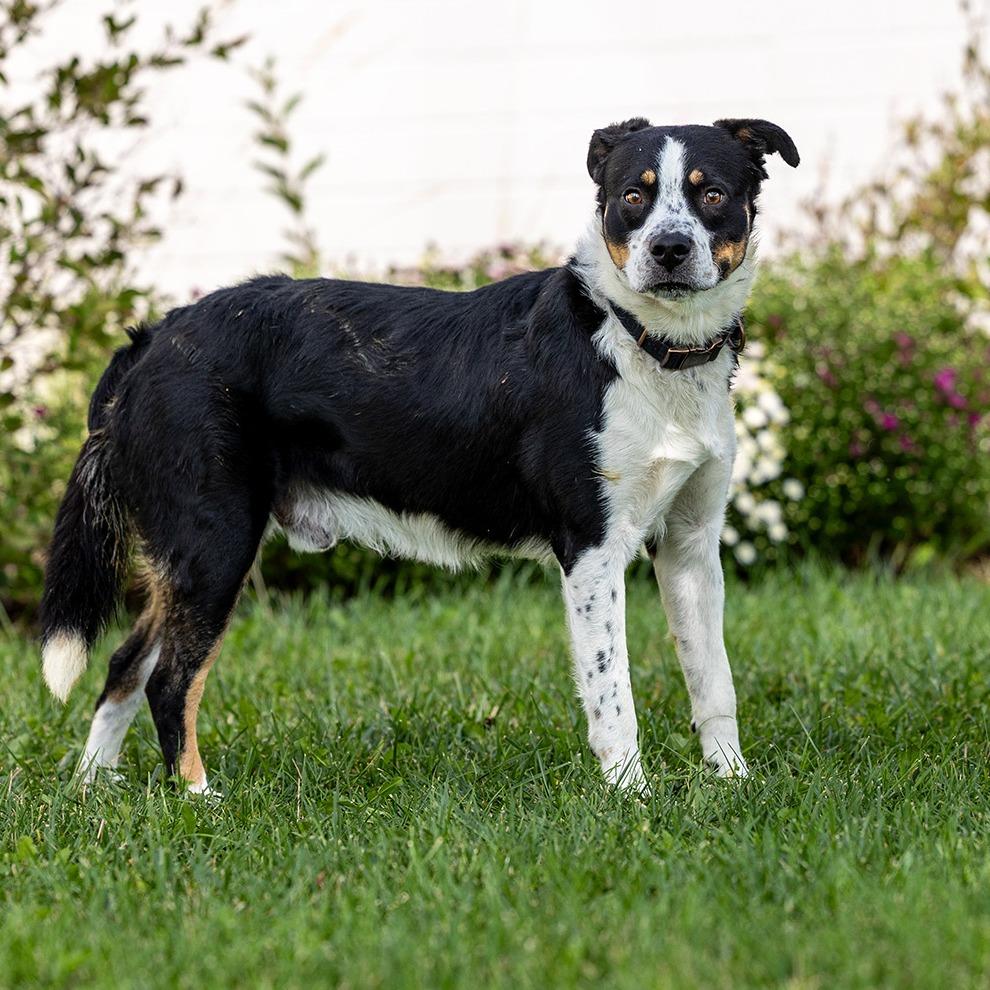 Enlarge Bandit, a Adoptable mixed breed in Council Bluffs, IA image 2/4