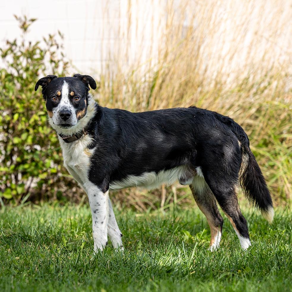Enlarge Bandit, a Adoptable mixed breed in Council Bluffs, IA image 3/4