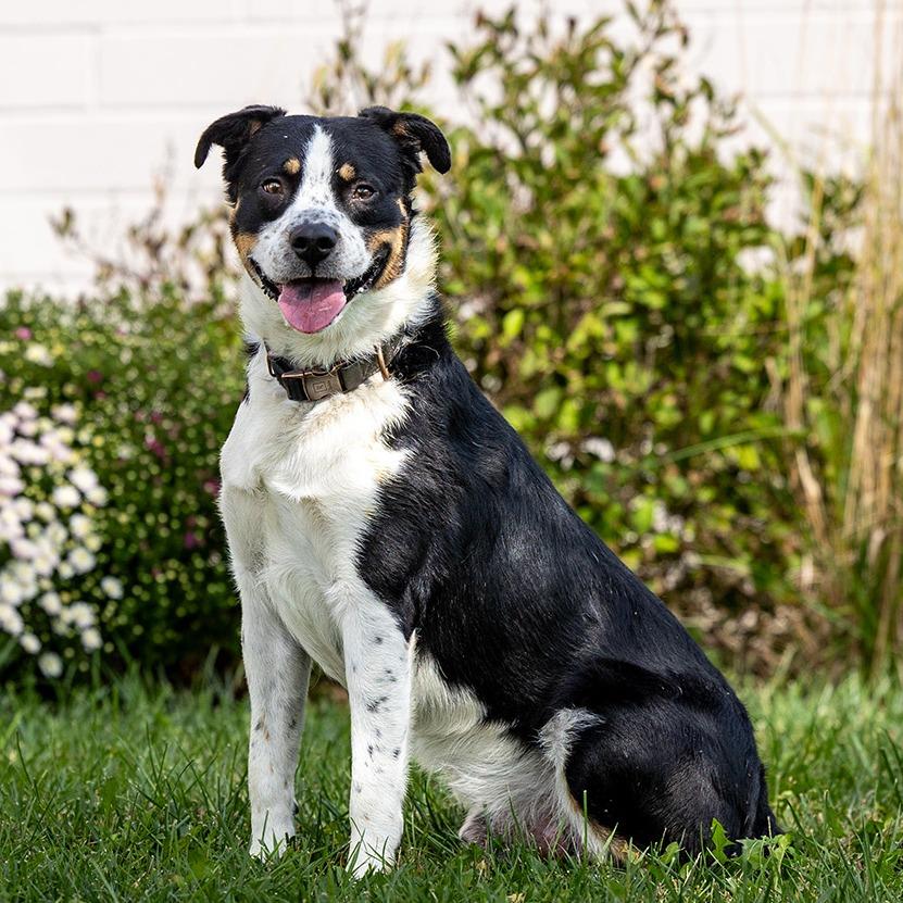 Enlarge Bandit, a Adoptable mixed breed in Council Bluffs, IA image 4/4