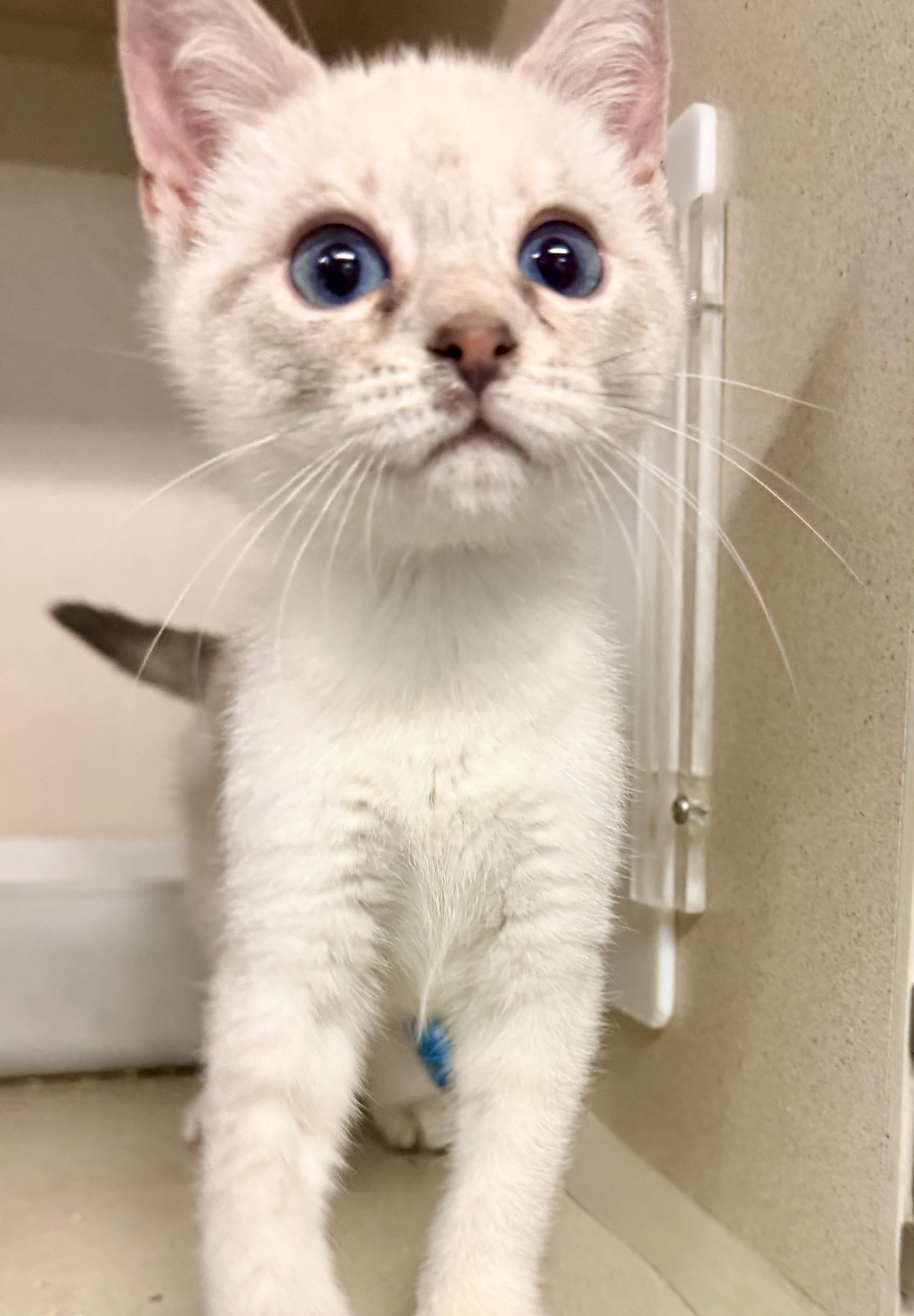 Triz, an adopted mixed breed in Pottsville, PA image 2/2