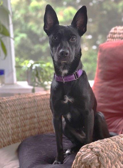 Raina TX, Adoptable, Young Female Terrier.