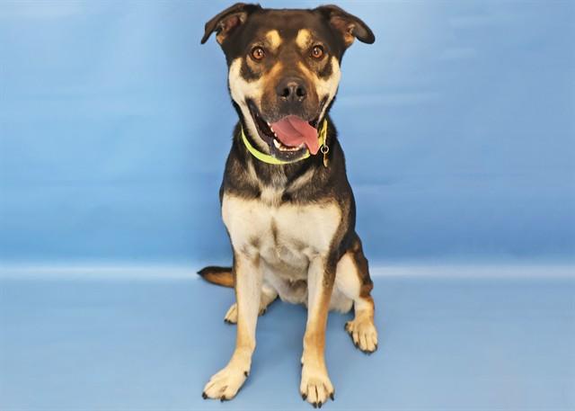 BULLDOZER, Adoptable, Adult Male Rottweiler & Mixed Breed.