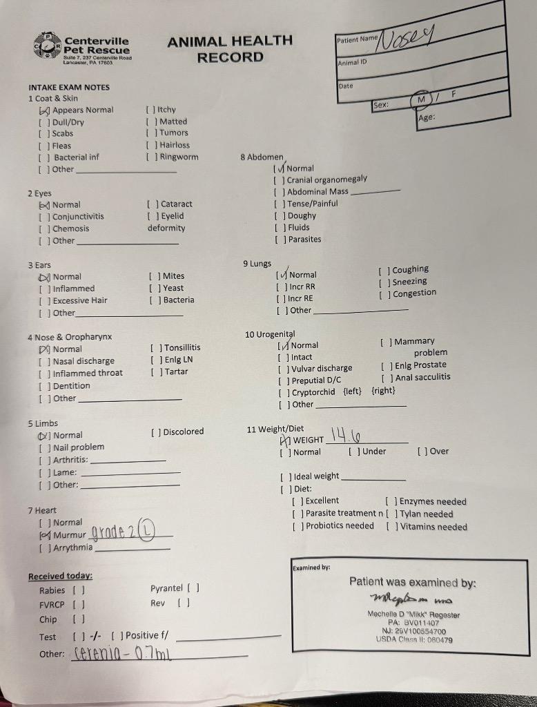 Enlarge Nosey, a Adoptable mixed breed in Lancaster, PA image 1/2